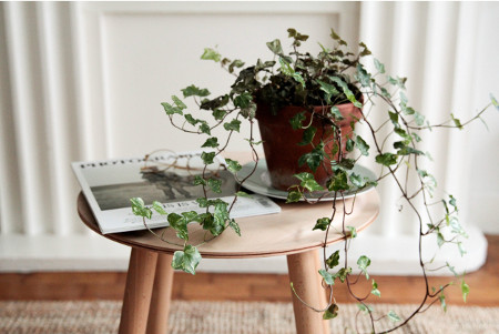 plant on a stool